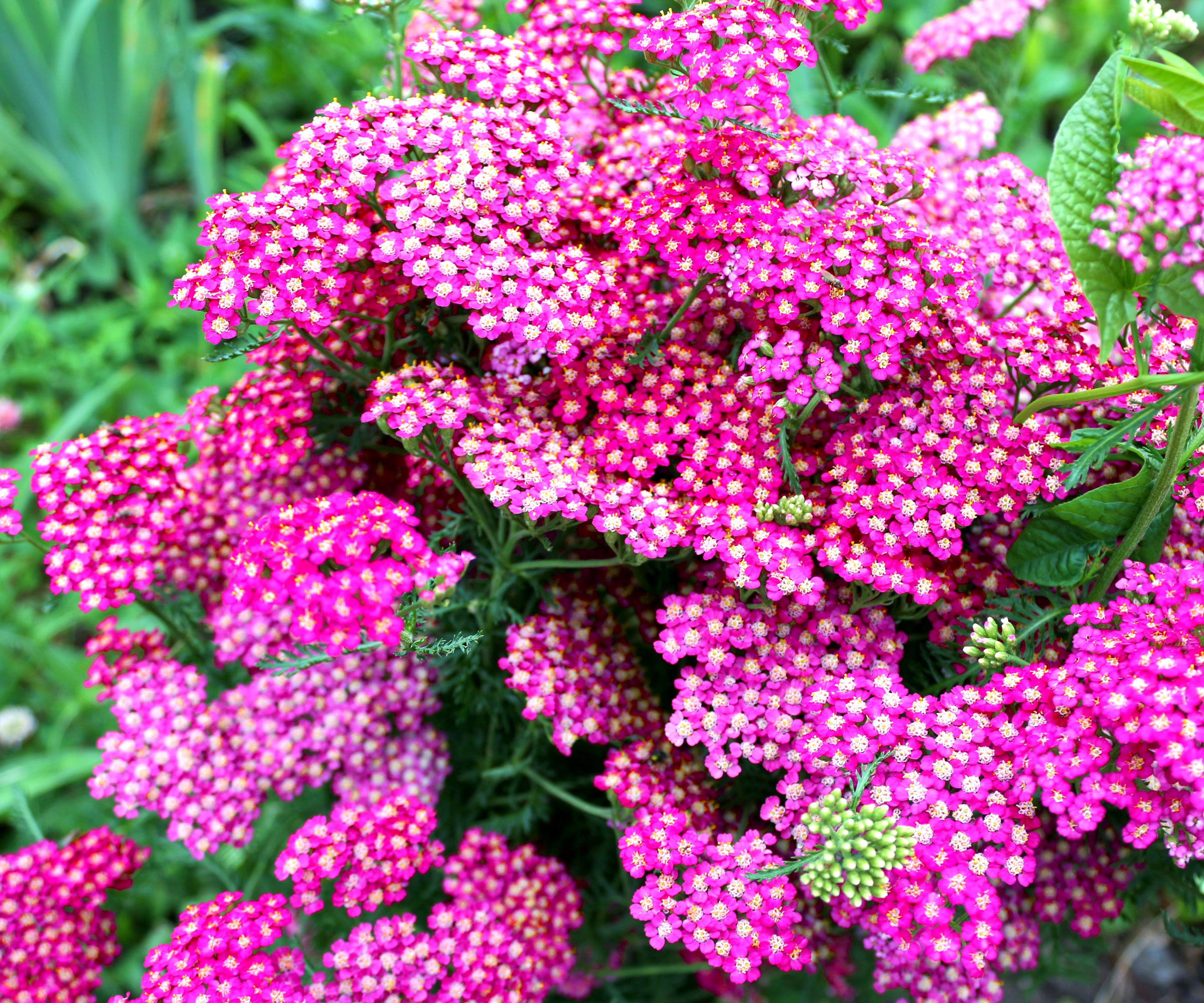 bright pink yarrow flowers in garden display