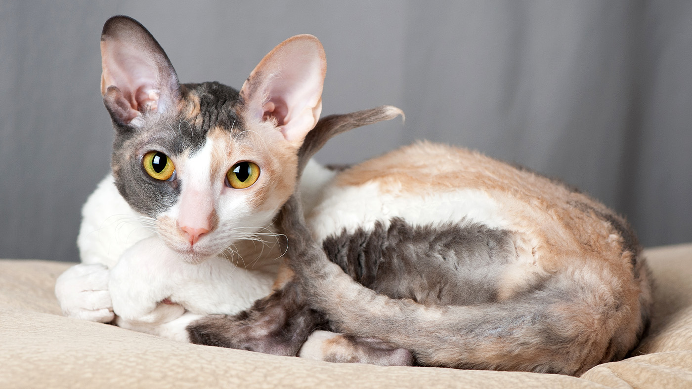 Cornish Rex curled up on a blanket
