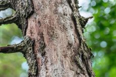 The tell-tale tunnel boring tracks of Elm Bark Beetle — aka Scolytus beetle — which introduces the fungus Ophiostoma ulmi that infects the tree with Dutch Elm Disease, DED.