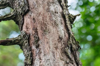 The tell-tale tunnel boring tracks of Elm Bark Beetle — aka Scolytus beetle — which introduces the fungus Ophiostoma ulmi that infects the tree with Dutch Elm Disease, DED.