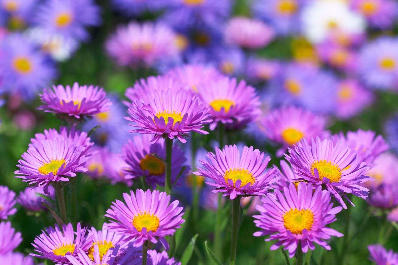 Violet Aster Flowers