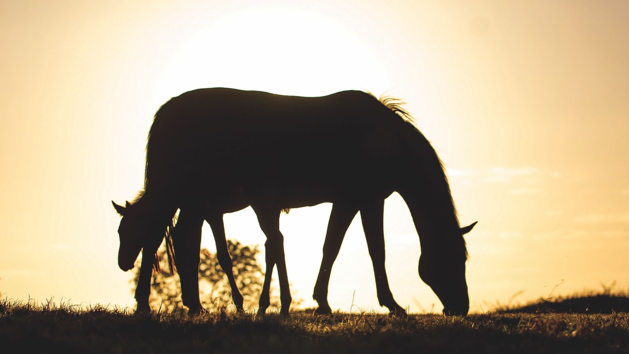 Urgent need to change behaviour on how and when to wean foals
