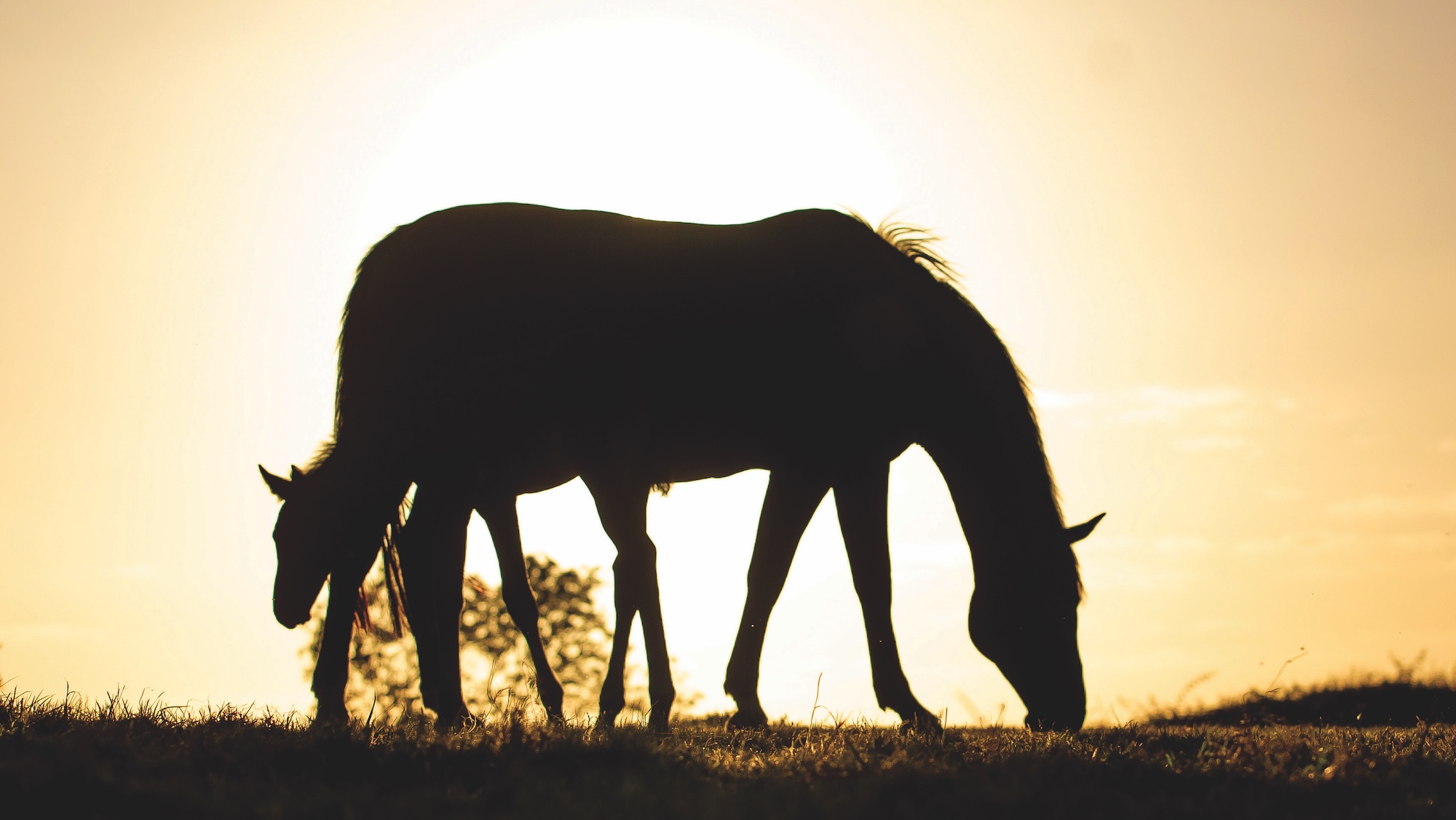 A mare and foal silhouetted against the sun