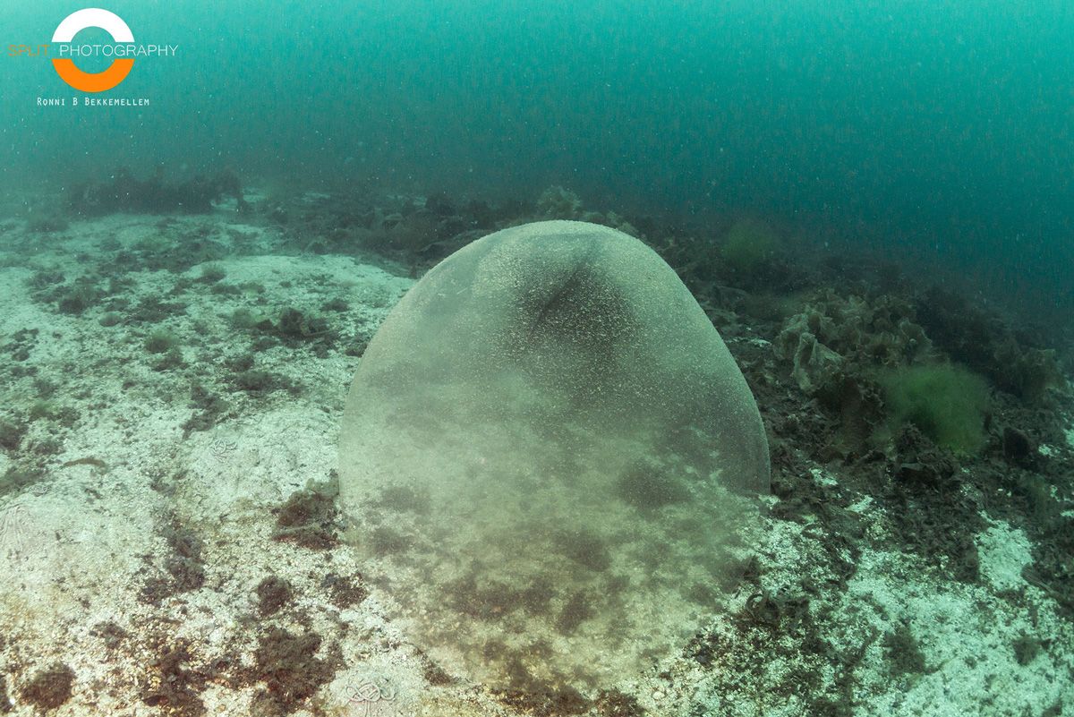 These giant, jelly-like spheres have been spotted in shallow waters off western Norway.