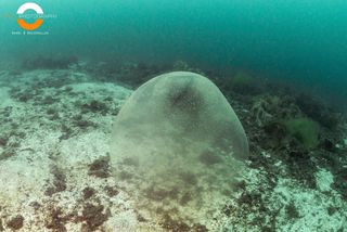 These giant, jelly-like spheres have been spotted in shallow waters off western Norway.