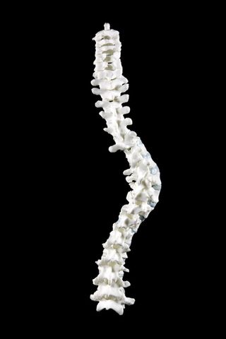 richard iii spine model
