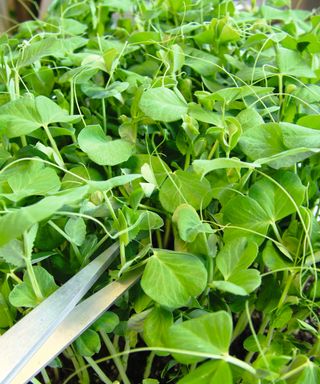 Pea Shoots Seeds 'Twinkle' from Suttons
