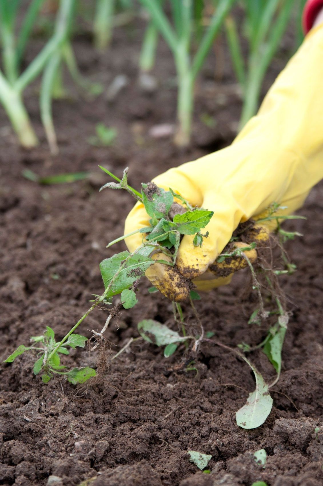 Weeds Being Pulled Out Of The Garden