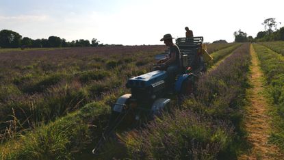 Lavender farm