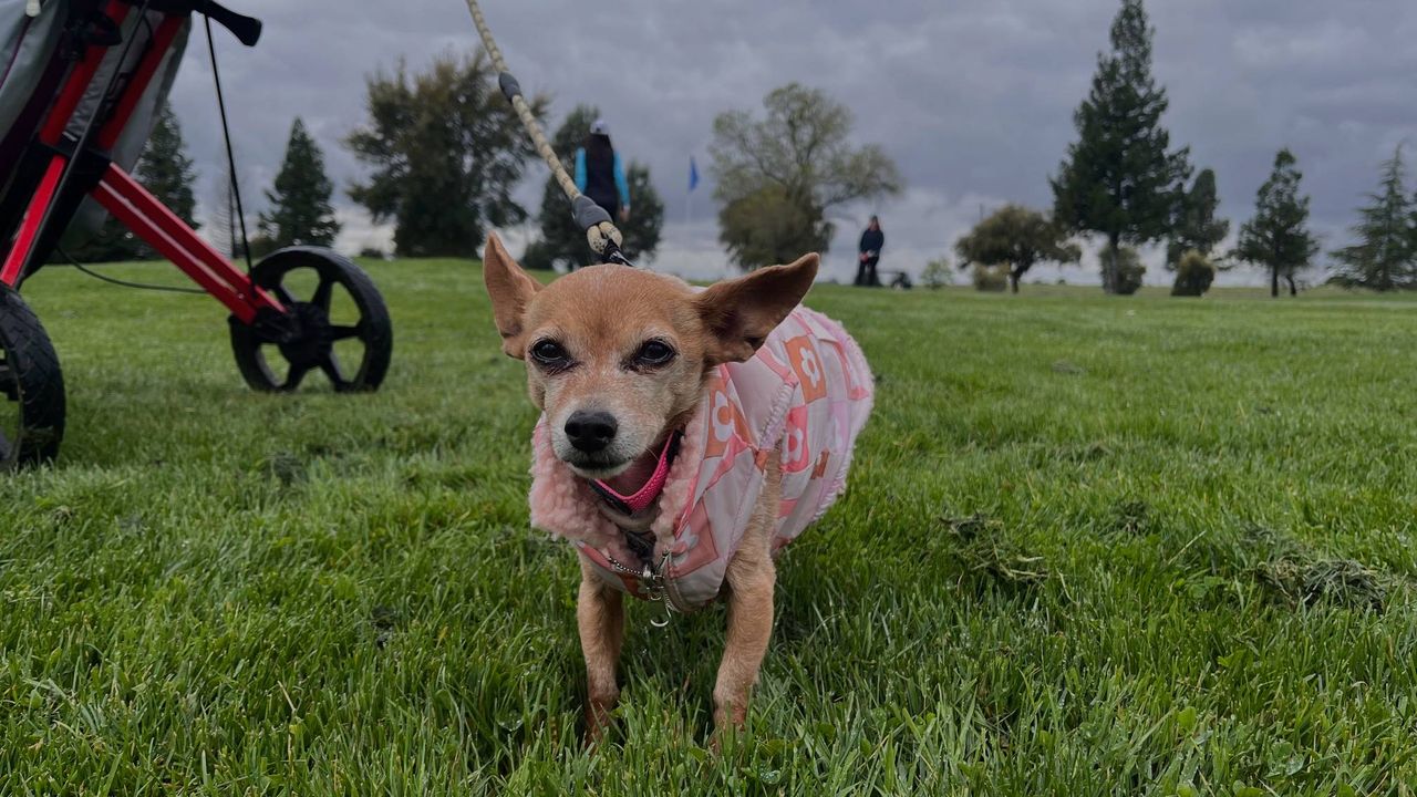 Dog on golf course