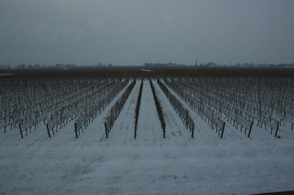 Ice wine vineyard Canada