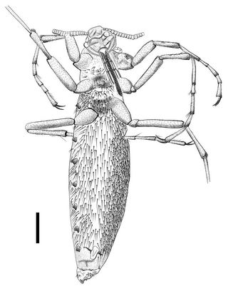 The flealike insect called <em>P. jurassicus</em>, shown here in this line drawing, may have fed on the blood of feathered dinosaurs such as <em>Pedopenna daohugouensis</em> and <em>Epidexipteryx hui</em>.