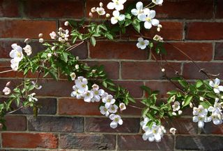 White and pale pink flowers of Clematis Montana growing against a brick wall