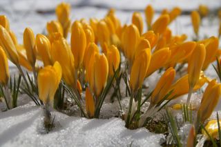 protect plants from winter: yellow crocus in snow