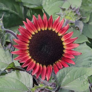 Helianthus Annuus 'Desire Red' Seeds