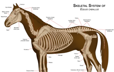 horse-skeleton.png