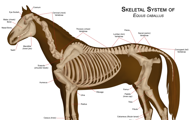 horse-skeleton.png