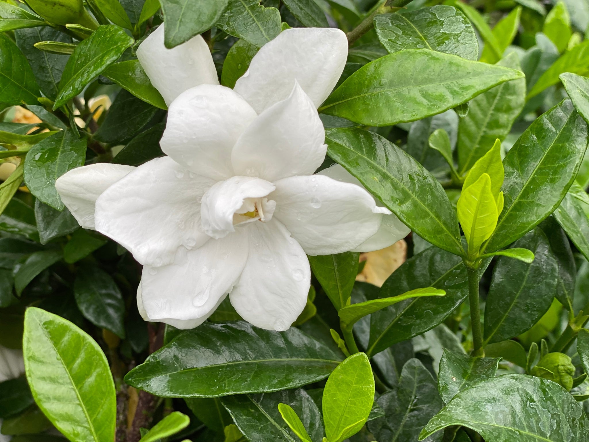 Pillow Talk&amp;reg; Gardenia