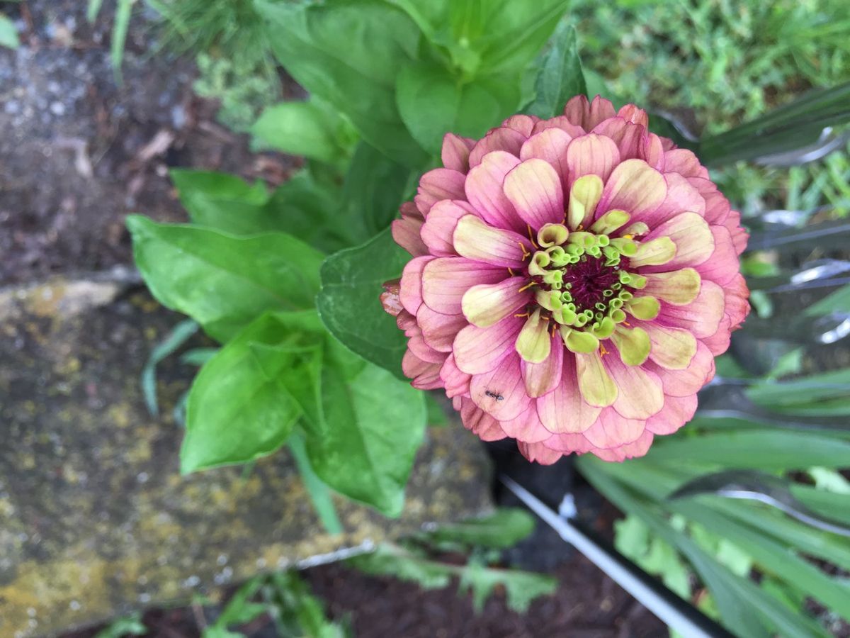 Zinnia 'Queen Lime' Info Queen Lime Zinnia Care And Growing