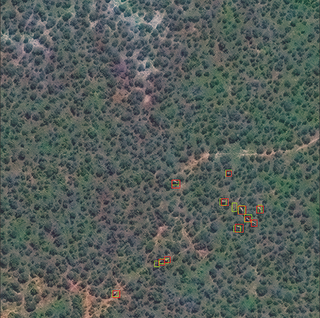 satellite image of elephants