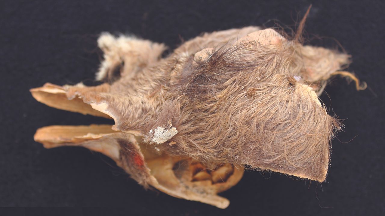 The skull of the young, brown llama mummy.