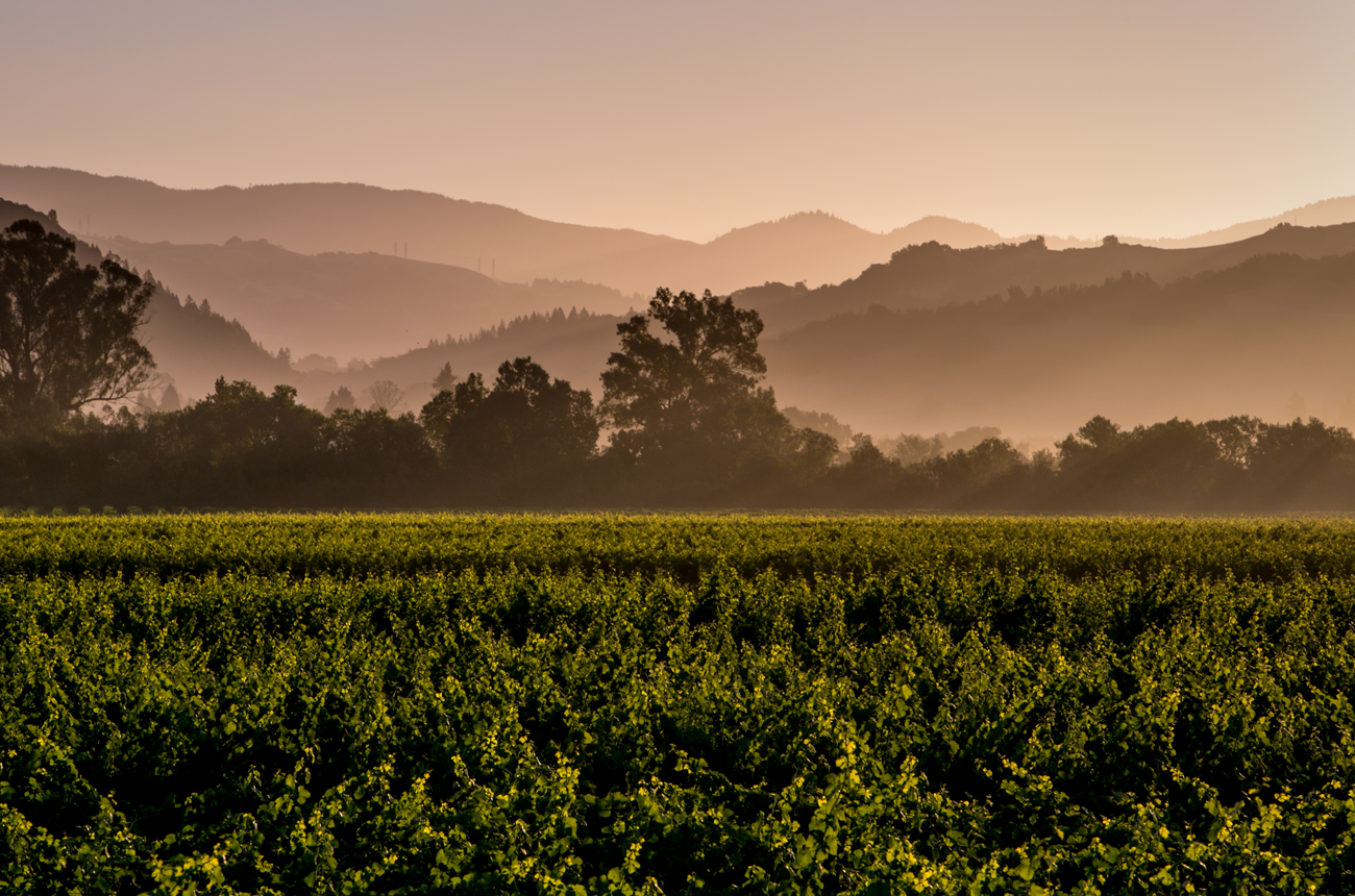 SCV_vineyard_scenic_Russian_River_Valley_AVA_summer_George_Rose_2014_Hres_Sonoma_County_004.png