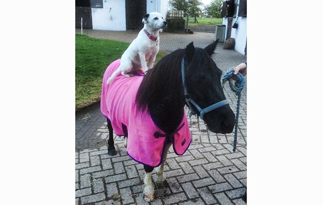 &ldquo;Here is Lucy, a 10-year-old rescue Jack Russell, hitching a lift back from the wash bay to Shetland Pocket Rocket&rsquo;s stable after having a bath before a showing show last year! They are best friends.&rdquo; &mdash; Sarah Ferguson