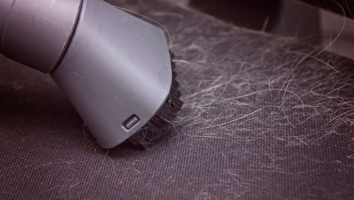 How to clean a dog bed Tom's Guide