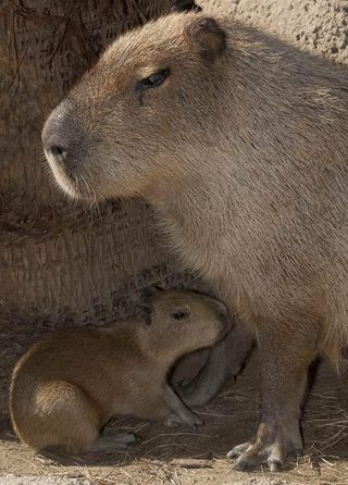 A mother capybara and its baby.