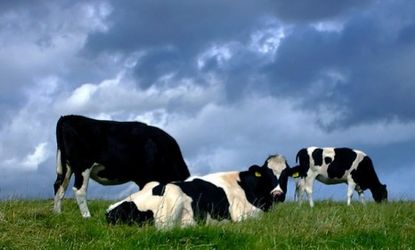 A herd of cows in China may be setting in motion a health craze of the future as they have been engineered to produce human-like milk.