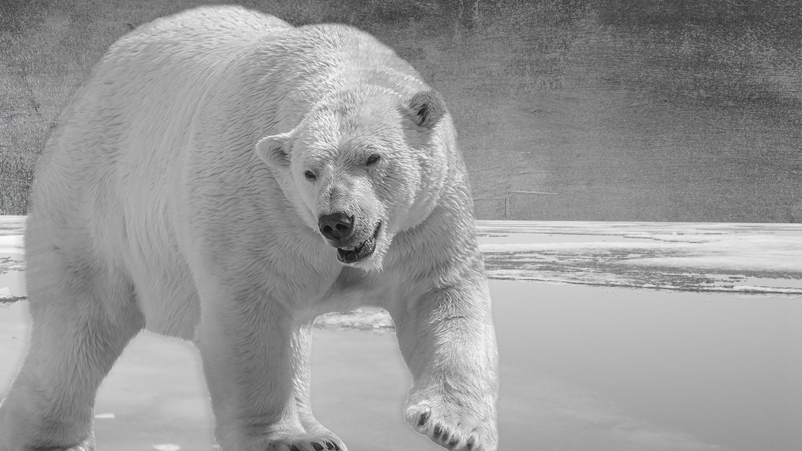 The Arctic's most populous mammal still a puzzle for researchers