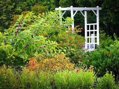 A wild garden with a white pergola