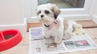 Shih tzu being toilet trained