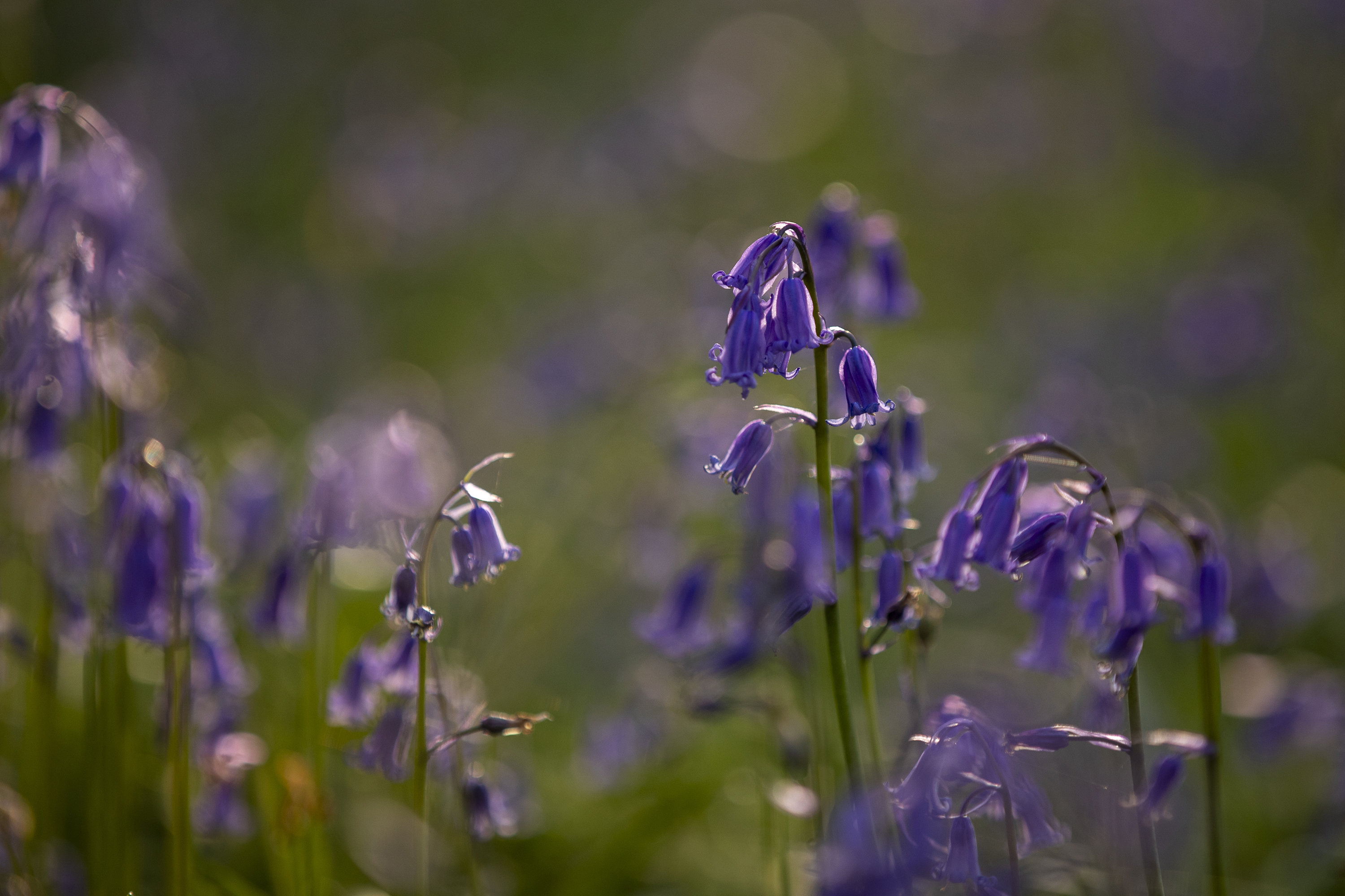 Close-up shot of bluebells with other flowers blurred