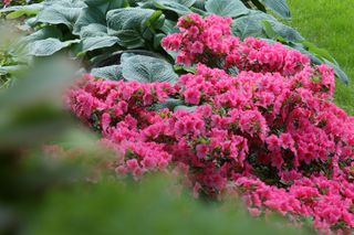 A pink azalea shrub