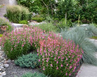 An informal garden based on the Xeriscape concept featuring Red Rocks Penstemon, Blue Oat Grass and other assorted grasses and perennials