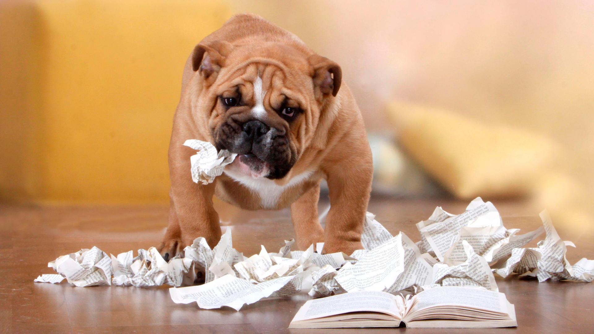 English bulldog chewing book