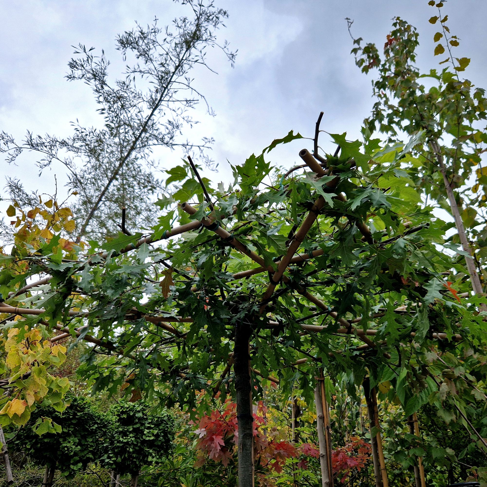 Parasol plane tree being trained on frame