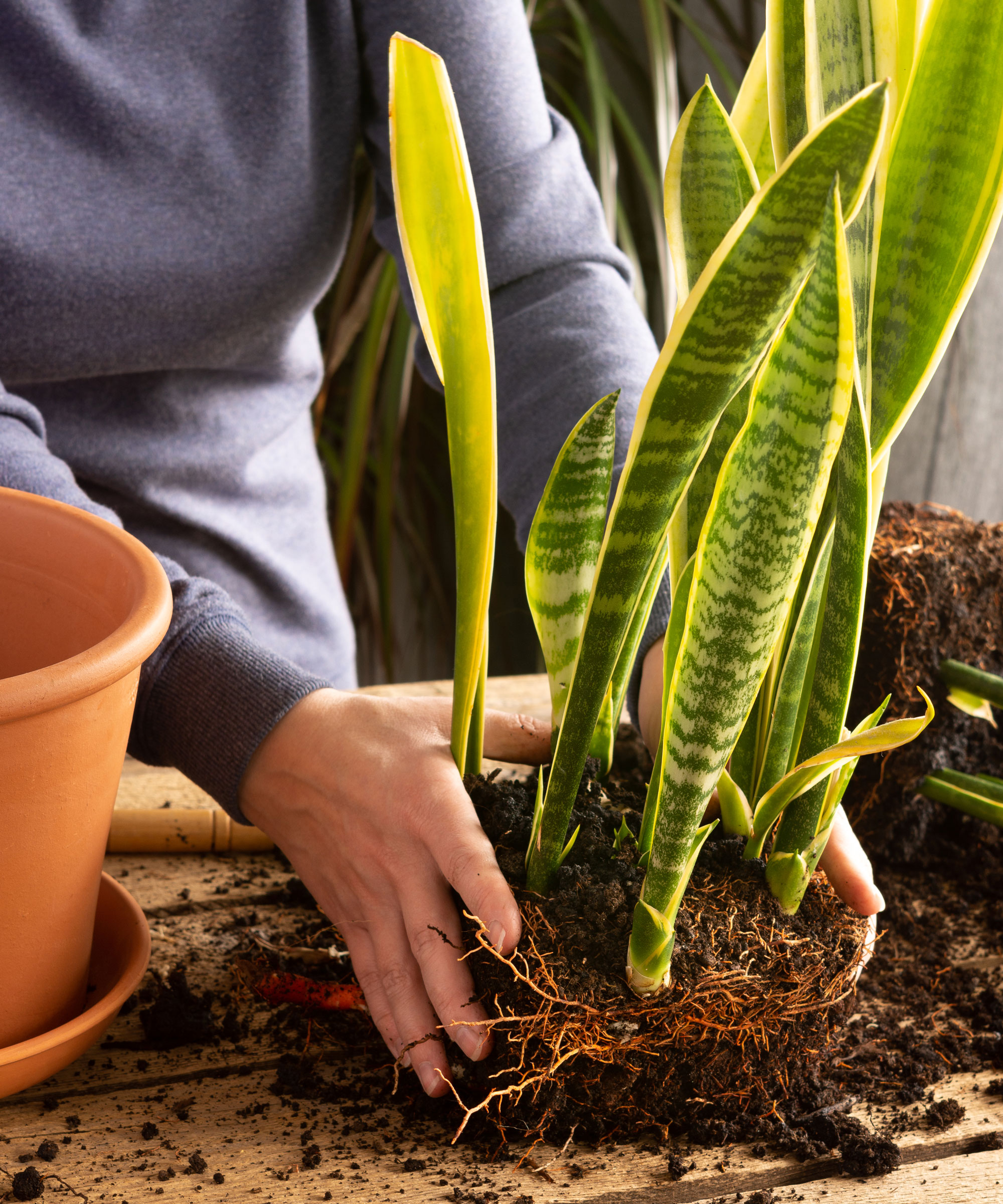 hands holding snake plants with roots in soil next to terracotta pot