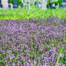 Creeping thyme growing as groundcover
