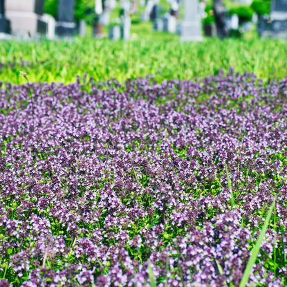 Creeping thyme growing as groundcover