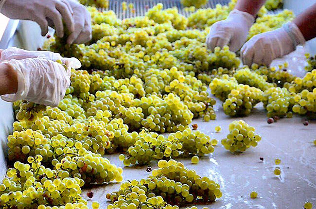Hand sorting grapes at Temet winery, Serbia