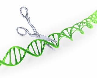 A scissors cuts up a piece of DNA.