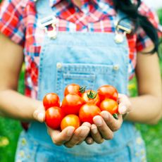 woman holding a bumper crop of homegrown tomatoes in her hands in the garden