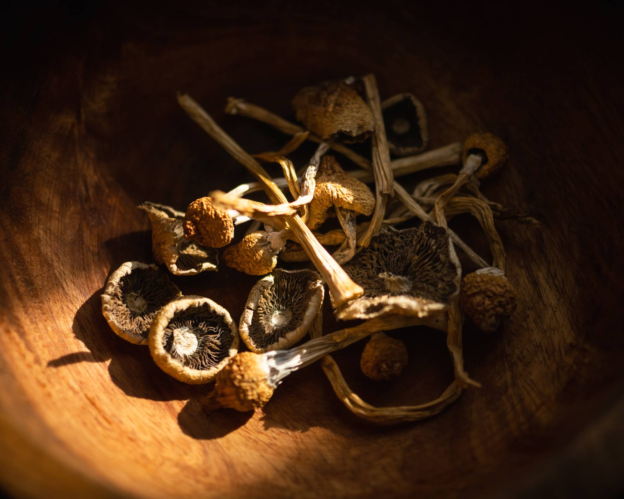 Magic mushrooms in wooden bowl
