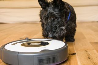 A black Scottish terrier looking at a Roomba robot vacuum cleaner