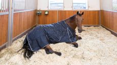 J0FANJ Warmblood Horse. Bay adult dosing in its box. Germany
