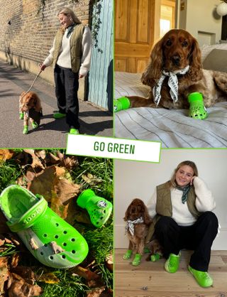 Crocs for dogs with editor