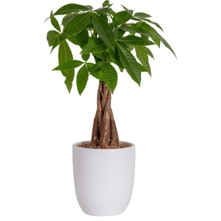 Costa Farms Money Tree