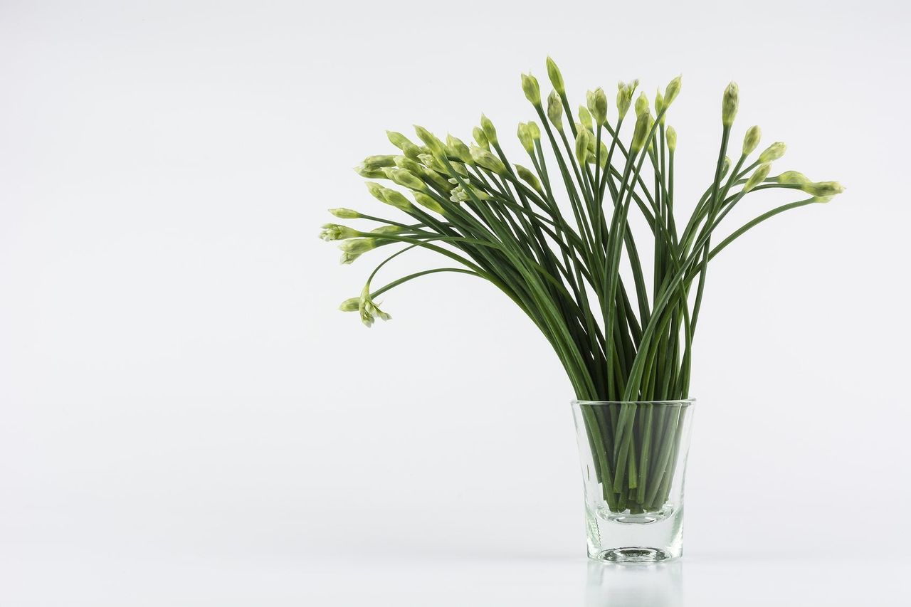 Regrowing Garlic Chives Without Soil